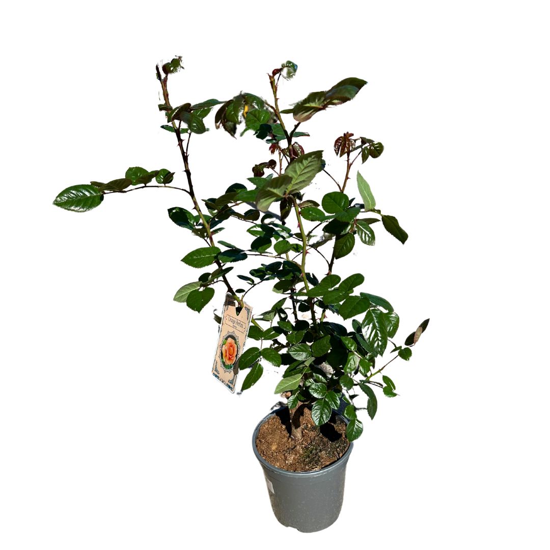 Rosal Arbustivo Planta Con Flor De Exterior_0