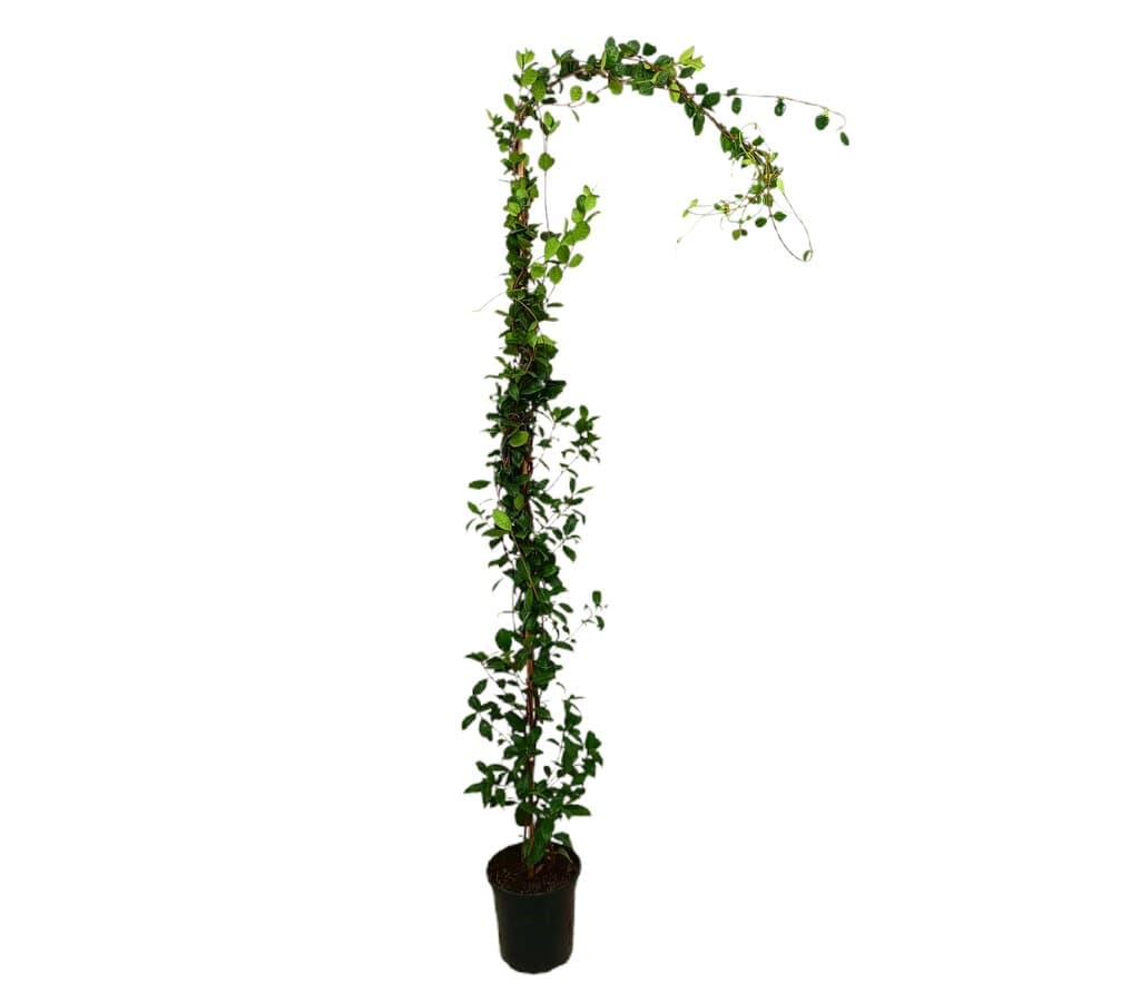 Trachelospermum Jasminoides M21 180cm_0