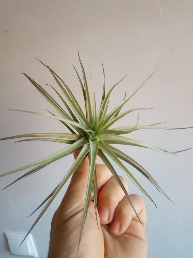 Tillandsia Aeranthos Clavel Del Aire Planta Aerea_0