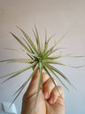 Tillandsia Aeranthos (planta Aérea)