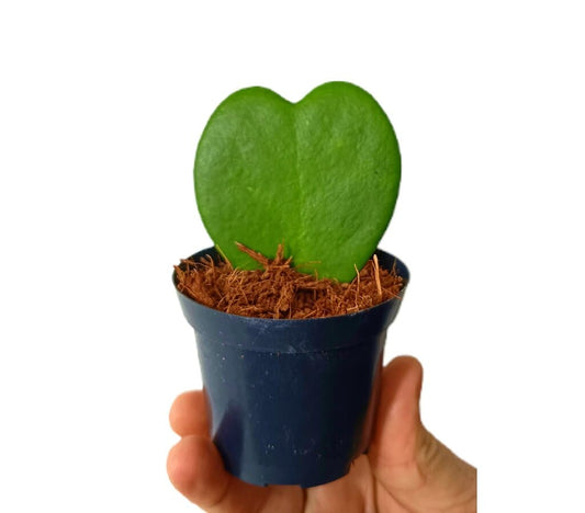 Hoya Kerrii Corazones M7_0