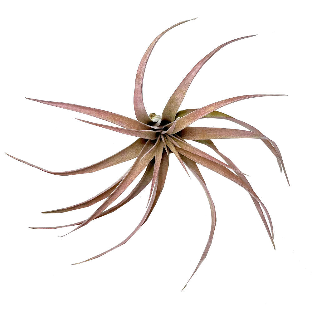 Tillandsia Capitata Peach 12cm Largo X 12 Cm Ancho_3
