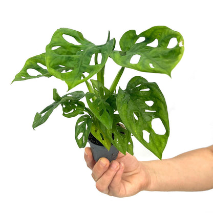 Monstera Obliqua M6 (adansonii)_0