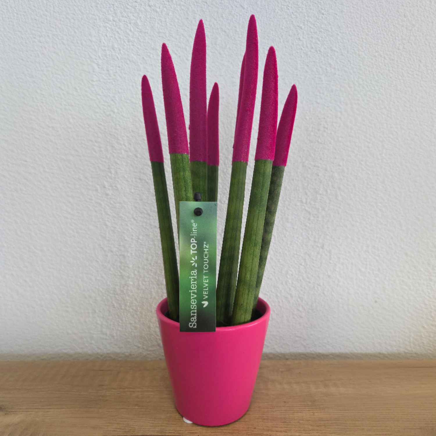 Lengua De Suegra Cilíndrica - Sansevieria Cylindrica - Altura 20-40cm - ⌀9cm_1