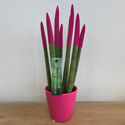 Lengua De Suegra Cilíndrica - Sansevieria Cylindrica - Altura 20-40cm - ⌀9cm_1