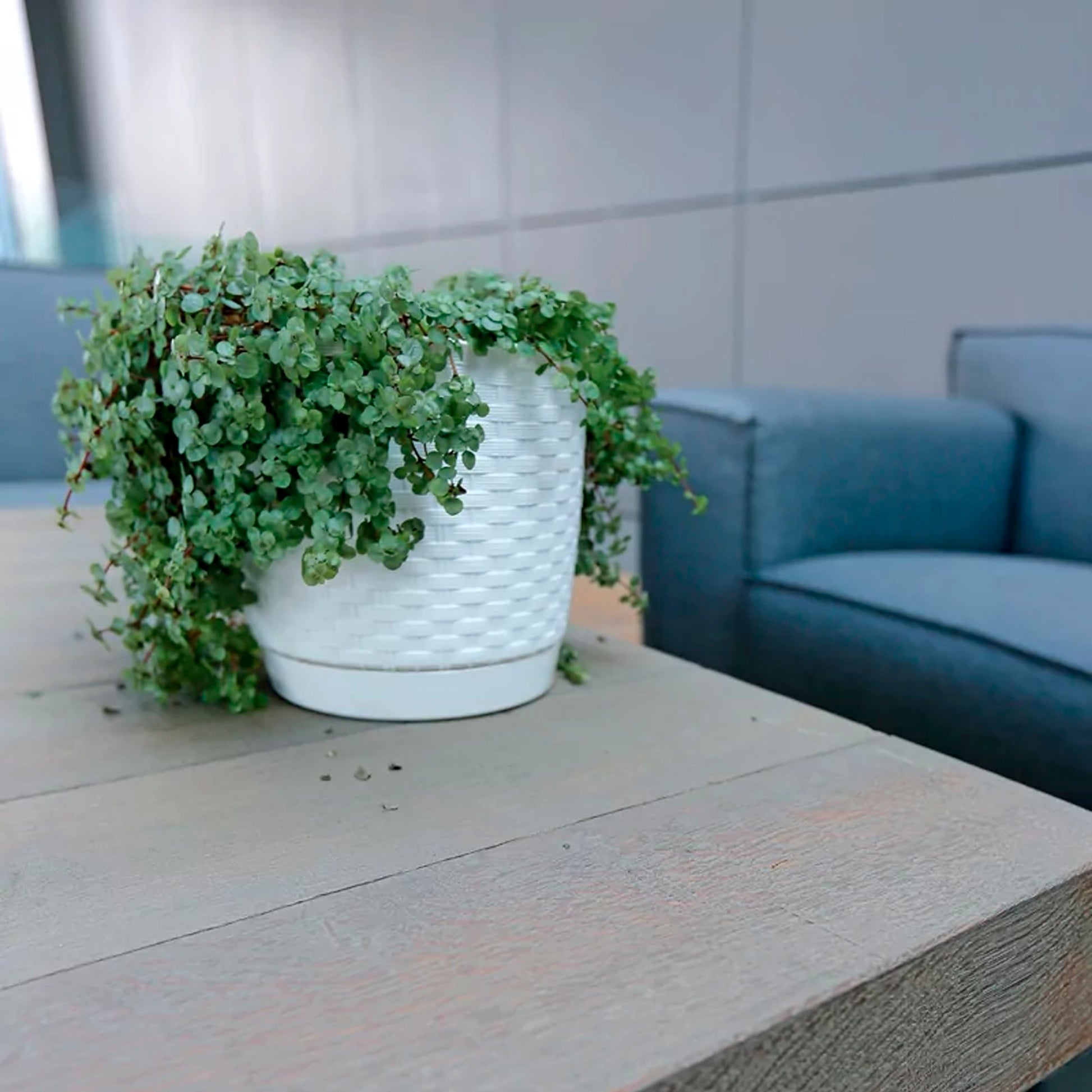 Maceta Ratolla Round 1,2l., Dimensiones (mm) 145x145x127, Color Ocre Oscuro