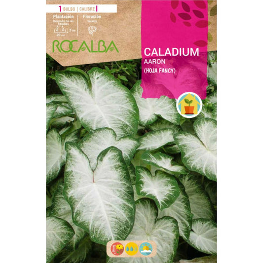 Caladium Aaron Fancy folha verde escura e branca