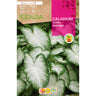 Caladium Aaron Fancy folha verde escura e branca