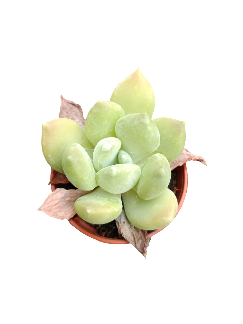 Planta Suculenta  ☼ Surtida Aleatoria Pequeña Ø5 Venta Por Unidad_3