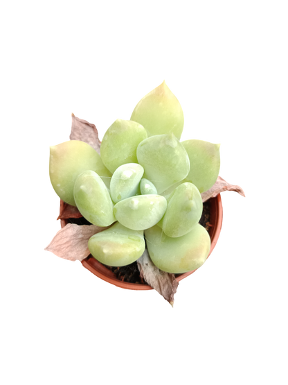 Planta Suculenta  ☼ Surtida Aleatoria Pequeña Ø5 Venta Por Unidad_3