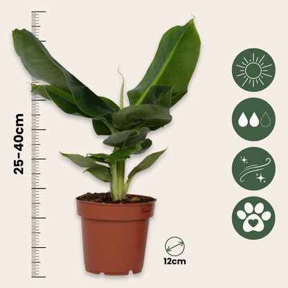 Plátano Enano - 2 Pzs - Musa 'oriental Dwarf' - Altura 25-40cm - ⌀12cm_2