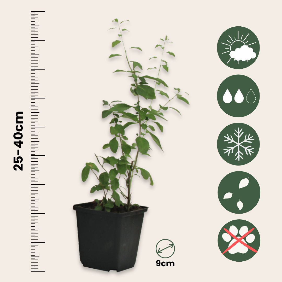 Bayas De Goji - 3 Pzs - Lycium Barbarum - Altura 25-40cm - ⌀9cm_2