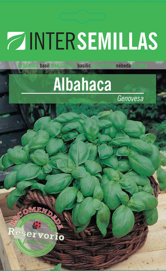 Sobre De Semillas De Albahaca_0