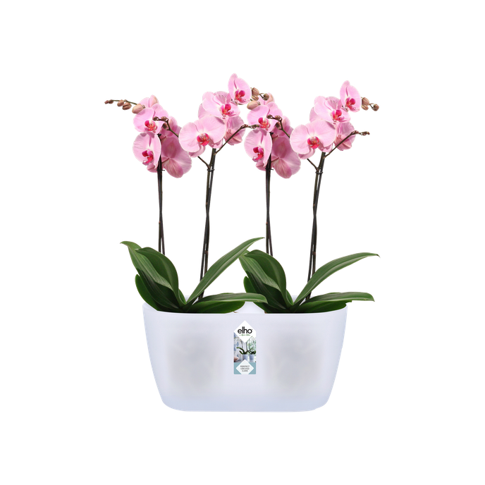 Vaso duplo translúcido para orquídeas Elho Brussels Orchid Duo