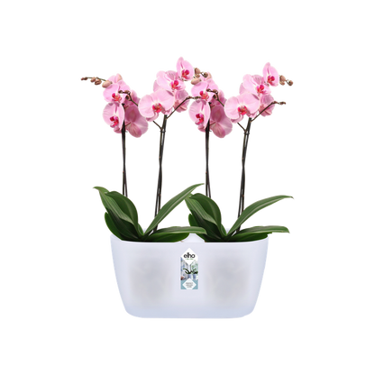 Vaso duplo translúcido para orquídeas Elho Brussels Orchid Duo