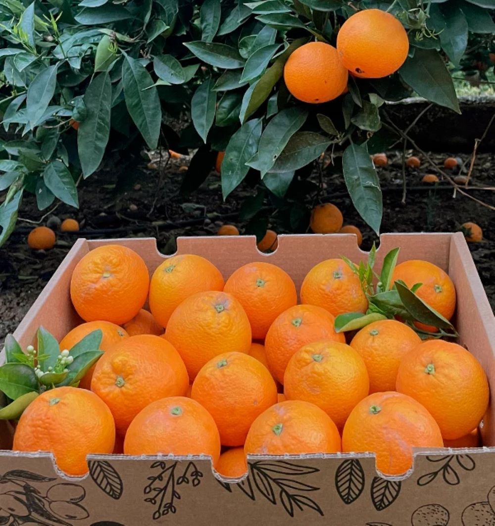 Caja De Naranjas Valencianas Frescas Tropitop 9kg_1