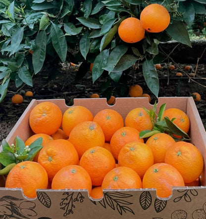 Caja De Naranjas Valencianas Frescas Tropitop 9kg_1