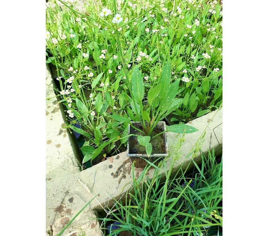 Alisma Plantago Acuática_1