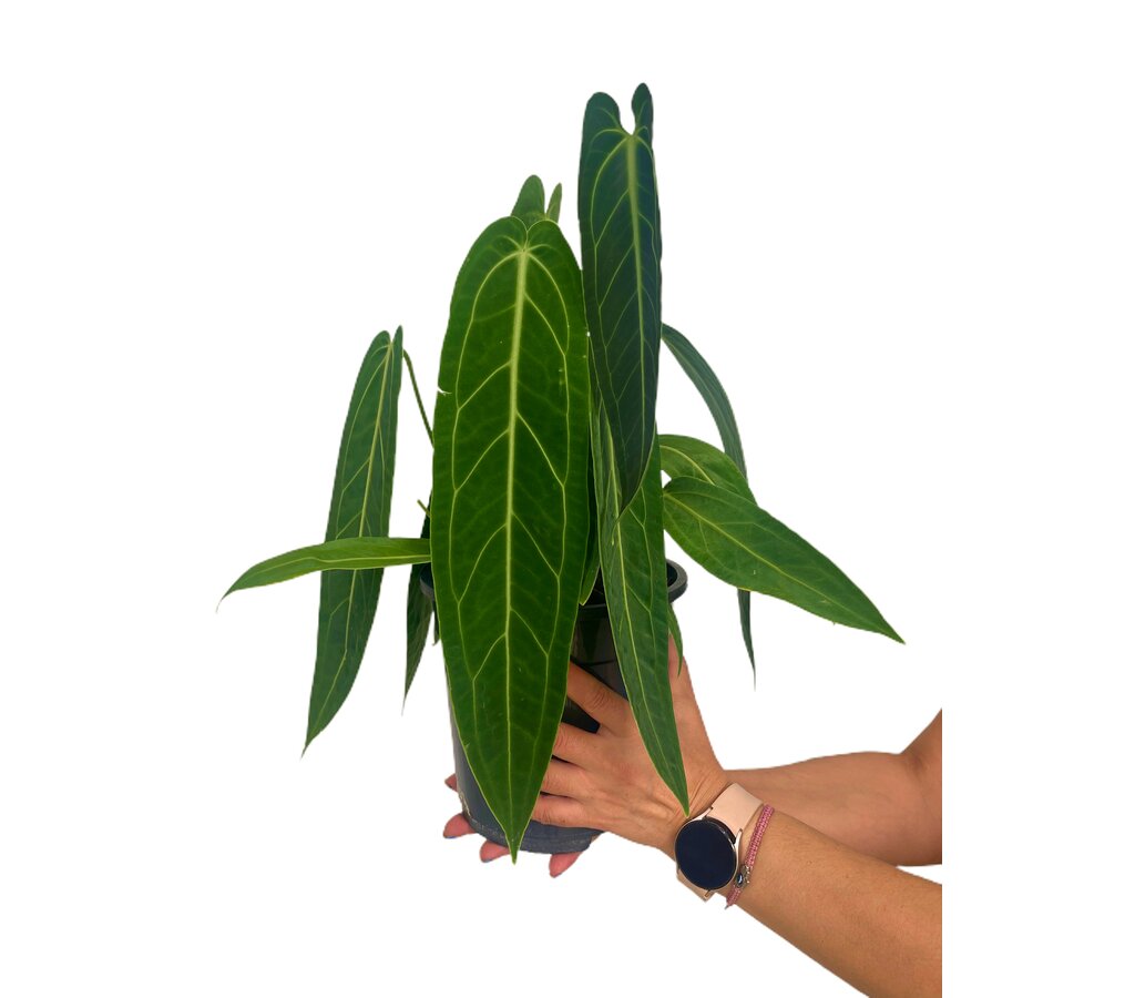 Anthurium Warocqueanum M19_1
