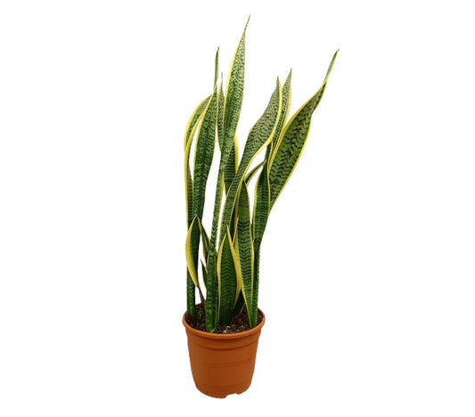 Sansevieria Laurentii M21 70-90cm (lengua De Suegra)_0