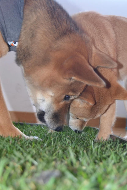 Petground Recambio XL, Cama Para Mascotas, Empapador, Alfombra Olfativa, Césped Natural_3