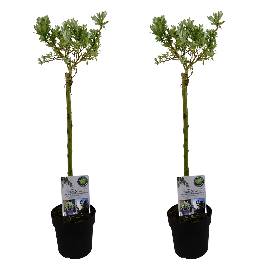 Sauce Arbustivo - 2 Pzs - Salix Helvetica - Altura 80-90cm - ⌀19cm_0
