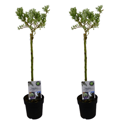 Sauce Arbustivo - 2 Pzs - Salix Helvetica - Altura 80-90cm - ⌀19cm_0