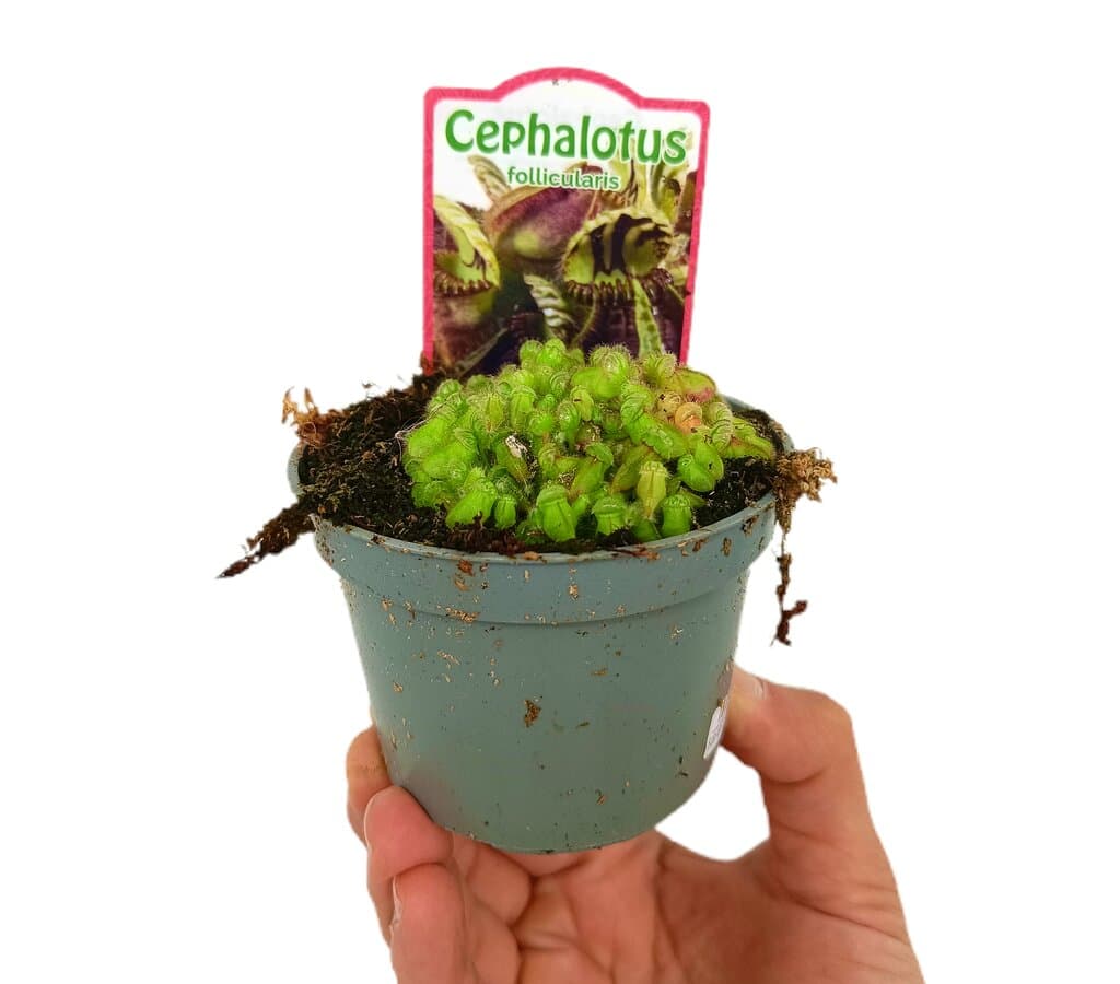 Cephalotus Follicularis M8_0