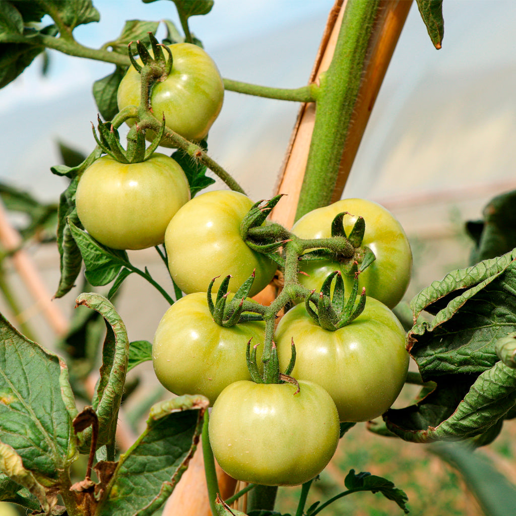 Plantón Tomate Penjar Patatera 6 Unidades - PlantaBo_2