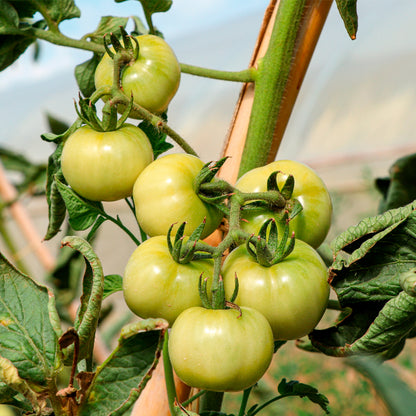 Plantón Tomate Penjar Patatera 2 Unidades - PlantaBo_2