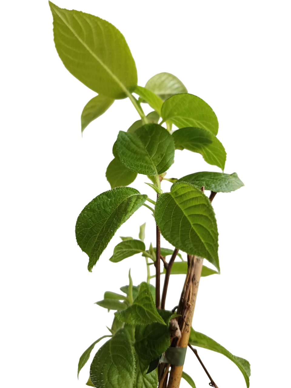 Planta Kiwi Actinidia AUTOFERIL Arbol Frutal Trepador Ø9_2
