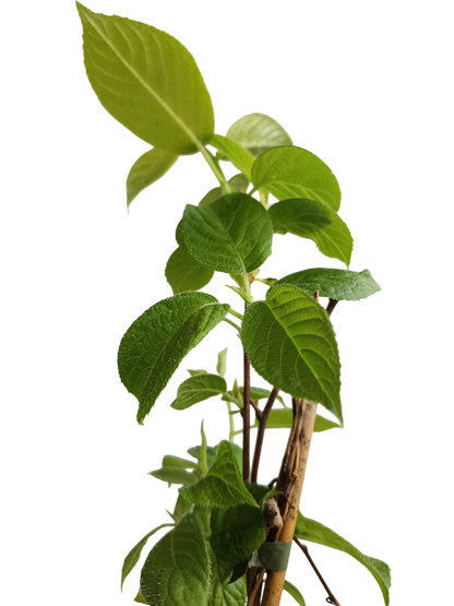 Planta Kiwi Actinidia AUTOFERIL Arbol Frutal Trepador Ø9_2