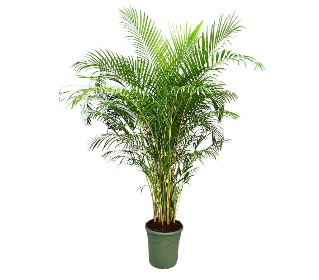 Areca Lutescens M33 180-200cm_0