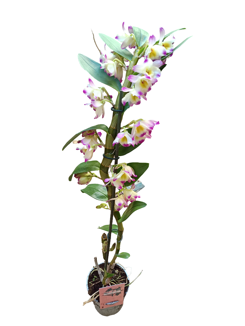 Orquidea Dendrobium Bicolor Ø12 - 60 Cm  Sin Flor Activa_0