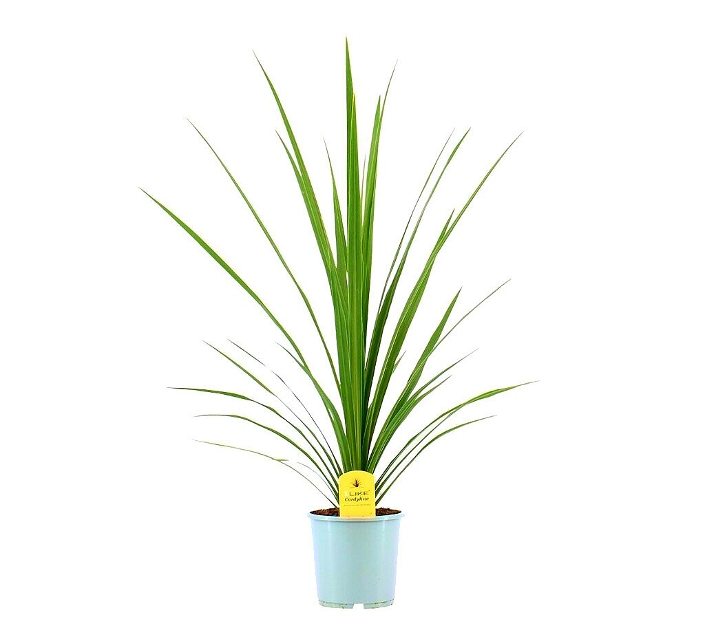Cordyline Peko M24 80cm_0