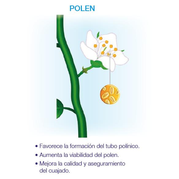 Kynetic4 Bioestimulante Floração e Fixação Seipasa 250 ml