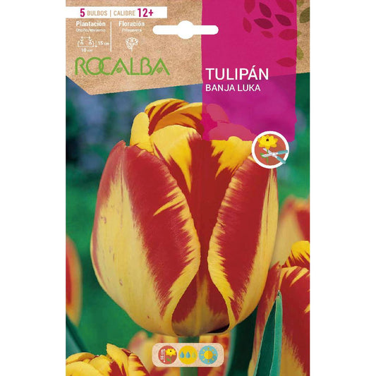 Banja Luka Tulip Bulb Amarelo Vermelho 5 unidades Rocalba