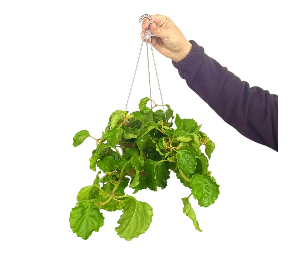 Planta Del Dinero T15 (plectranthus)_0