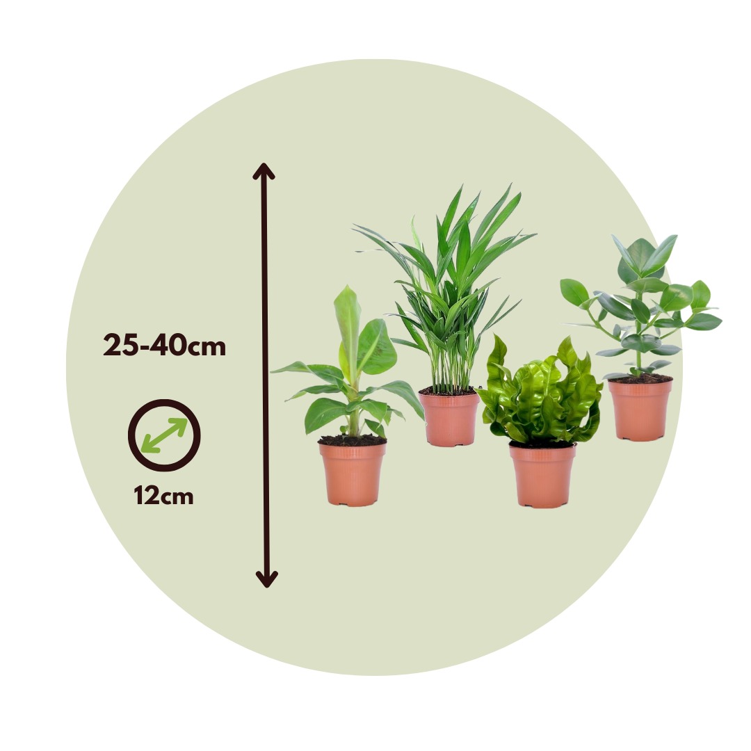 Plantas De Interior 'cuarteto Verde' - 4 Pzs - Altura 25-40cm - ⌀12cm_2