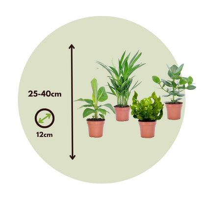 Plantas De Interior 'cuarteto Verde' - 4 Pzs - Altura 25-40cm - ⌀12cm_2