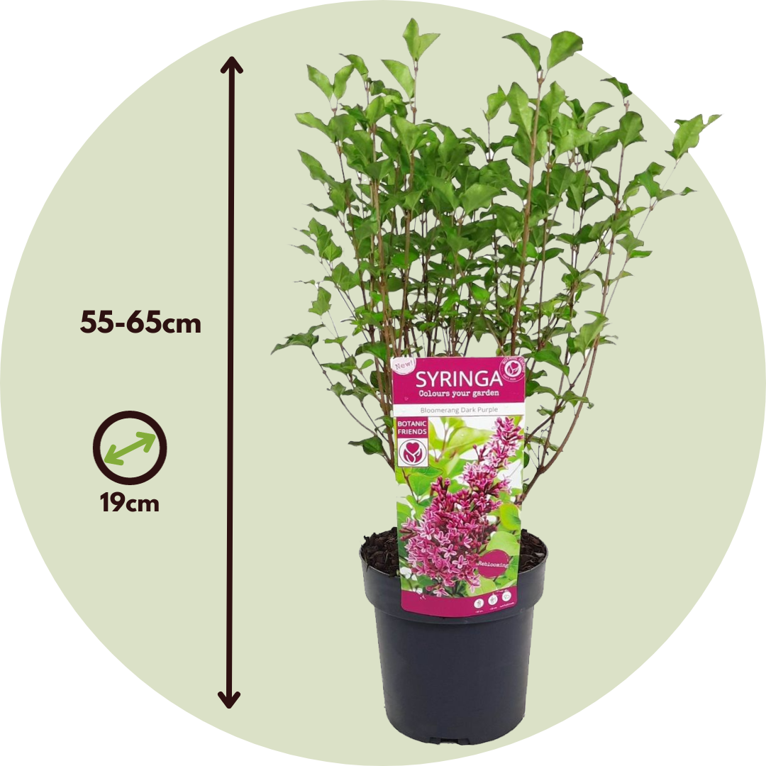 Lila - Syringa 'bloomerang' - Altura 55-65cm - ⌀19cm_2