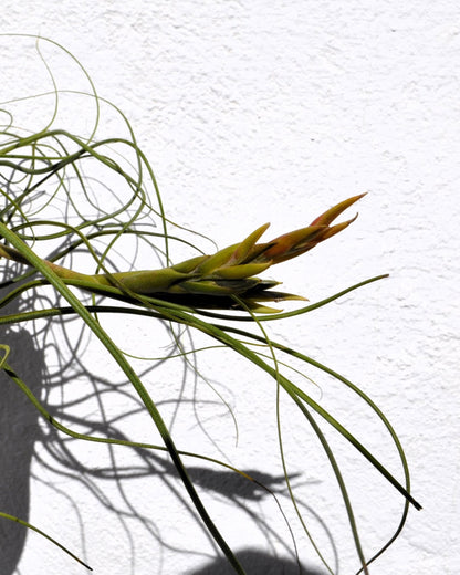 Tillandsia butzii clump; planta del aire, mata de plantas; Curiosarium; altura 10-15 cm, diámetro 30-50 cm_5