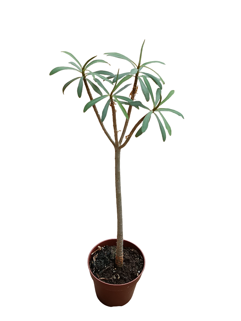 Euphorbia Balsamifera Planta Suculenta Rara Ø8_0