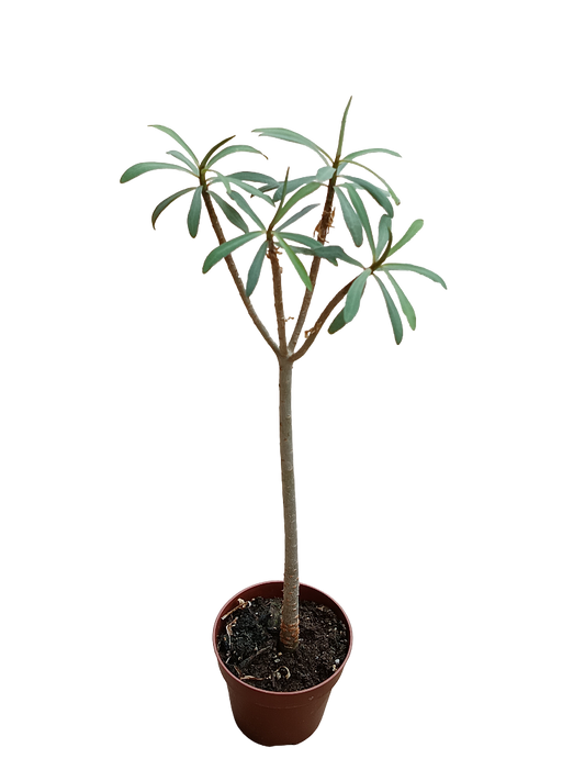 Euphorbia Balsamifera Planta Suculenta Rara Ø8_0