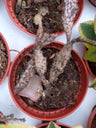 Euphorbia Platyclada (planta Suculenta 5 Cm)
