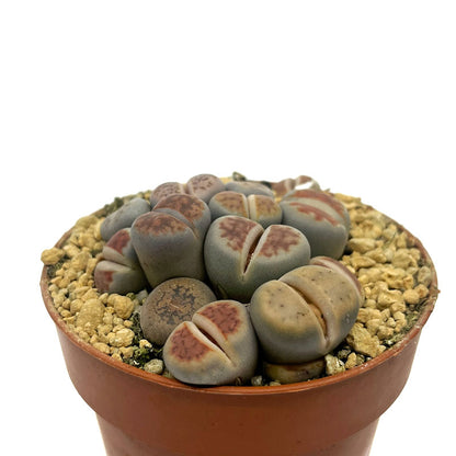 Lithops Cactus Y Suculentas M5,5 cm Ø_0