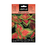 Sementes de Coleus Arco-Íris Variegadas Batlle