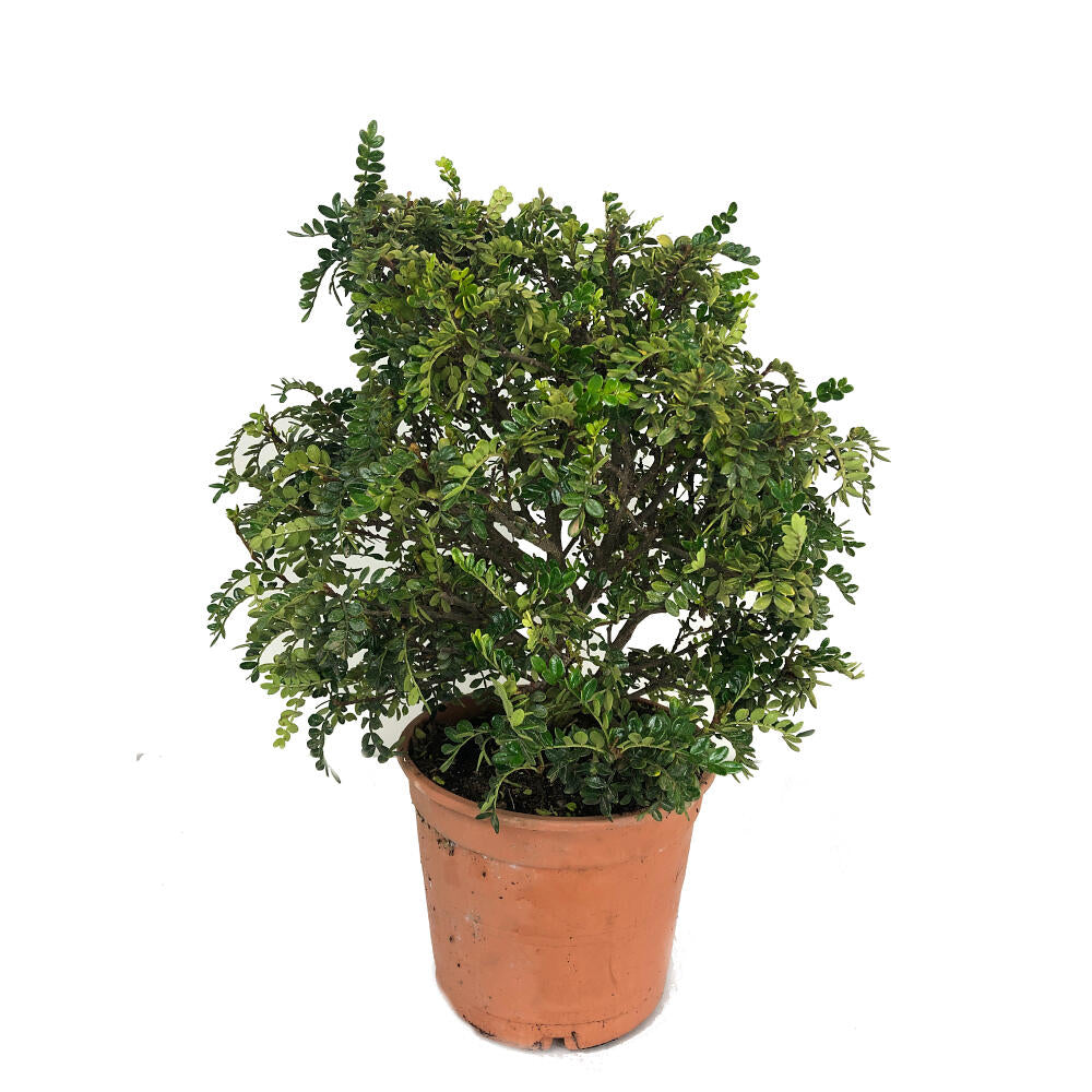 Zanthoxylum Odorum Bola M25 50cm_0