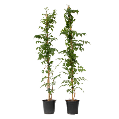 Trompeta Dorada - 2 Pzs - Campsis 'mme Galen' - Altura 110-120cm - ⌀17cm_0