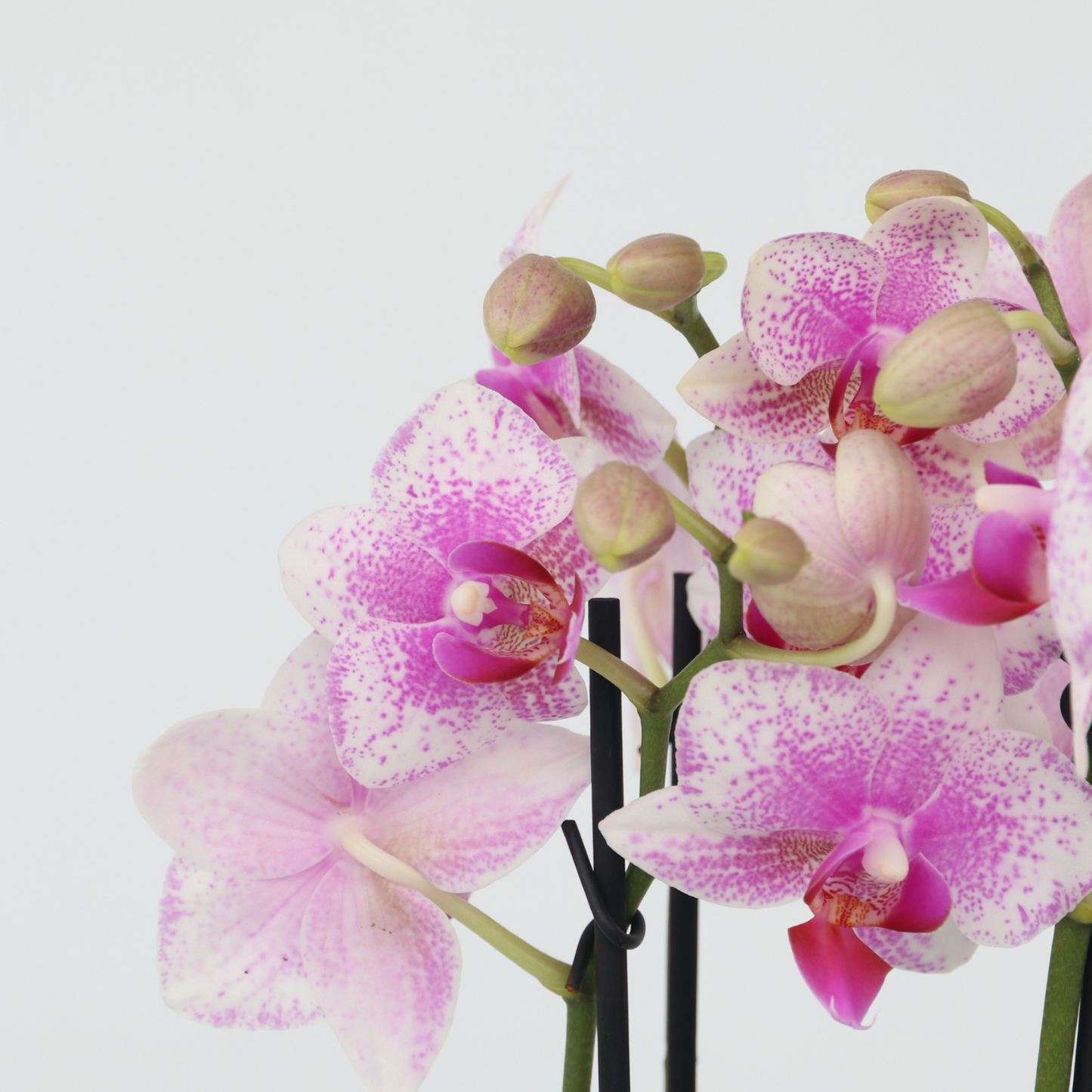 Orquídea Mariposa - Phalaenopsis Multiflora Con Cesta - Altura 35-45cm - ⌀12cm_3